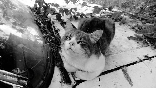 Close-up portrait of cat sitting outdoors