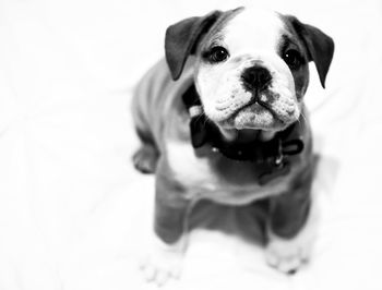 Close-up portrait of dog