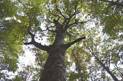 Low angle view of trees against sky