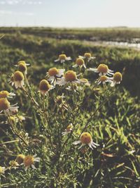 Close-up of flowering plants on field