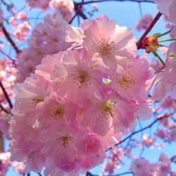 Low angle view of pink flowers blooming on tree