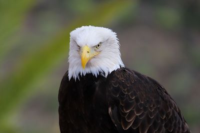 Close-up of eagle against blurred background