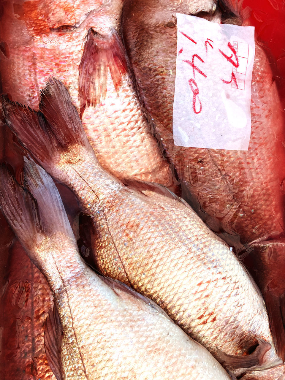 CLOSE-UP OF FISH FOR SALE