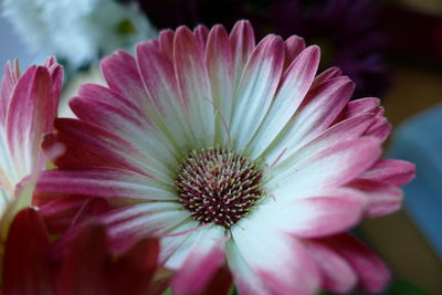 Close-up of pink flower