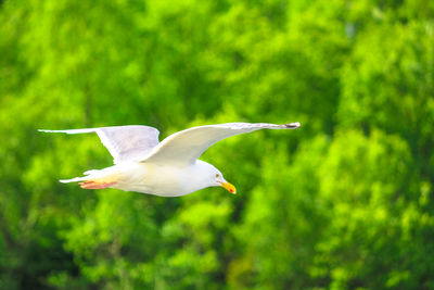 Seagull flying
