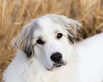 Horizontal closeup of gorgeous pyrenean mountain dog staring intently with head cocked 