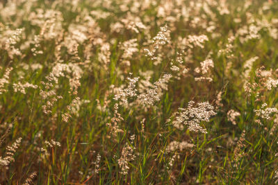 Close-up of flowering plants on field
