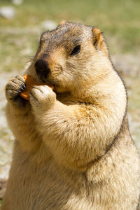 Close-up of an animal eating