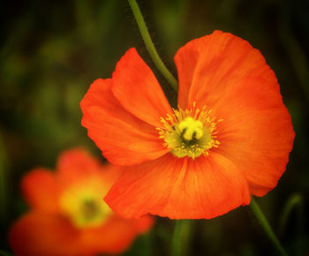 Close-up of orange poppy blooming outdoors