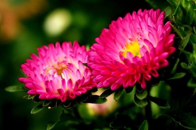 Close-up of pink flowering plant