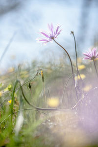 Close-up of flowers against blurred background