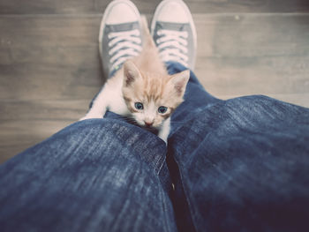 High angle view of a crawling kitten