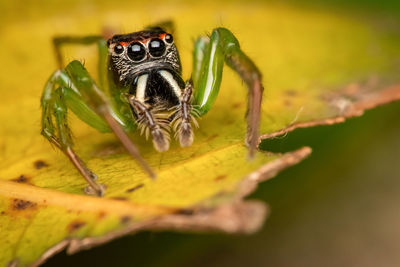 A green jumping spider that can be found in indonesia