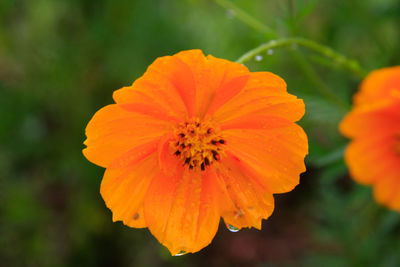 Close-up of orange flower