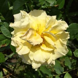 Close-up of yellow flower blooming outdoors