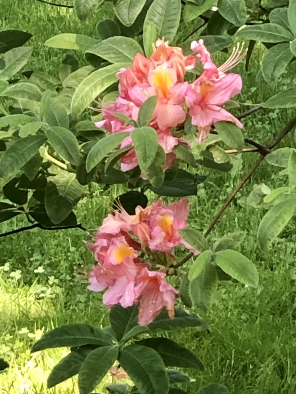 CLOSE-UP OF PINK ROSE FLOWERS