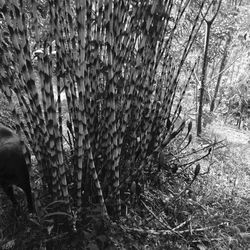 Trees in forest