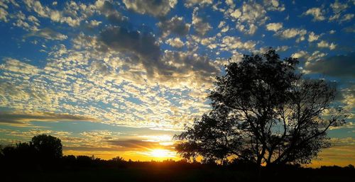 Low angle view of silhouette trees against sky during sunset