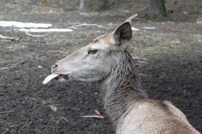 Close-up of deer on field