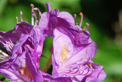 Close-up of wet purple flowering plants