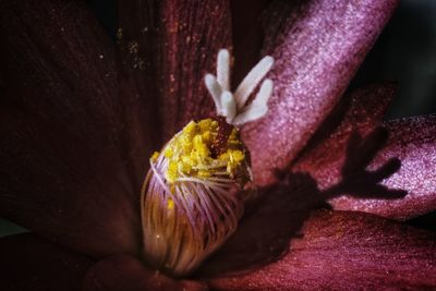 Close-up of hand holding purple flower