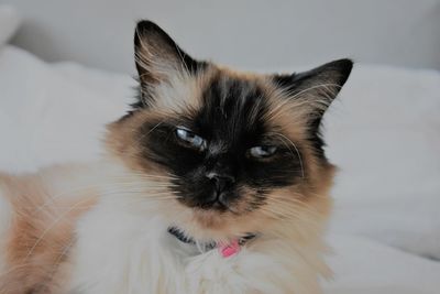 Portrait of cat at home