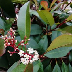 Close-up of plant