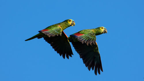 Low angle view of a bird flying against clear blue sky