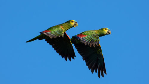 Low angle view of birds flying against clear blue sky