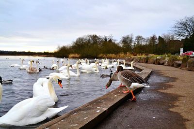 Birds at lake