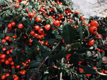 Close-up of red berries growing on tree