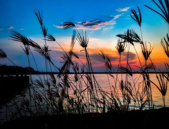 Silhouette plants by lake against sky during sunset