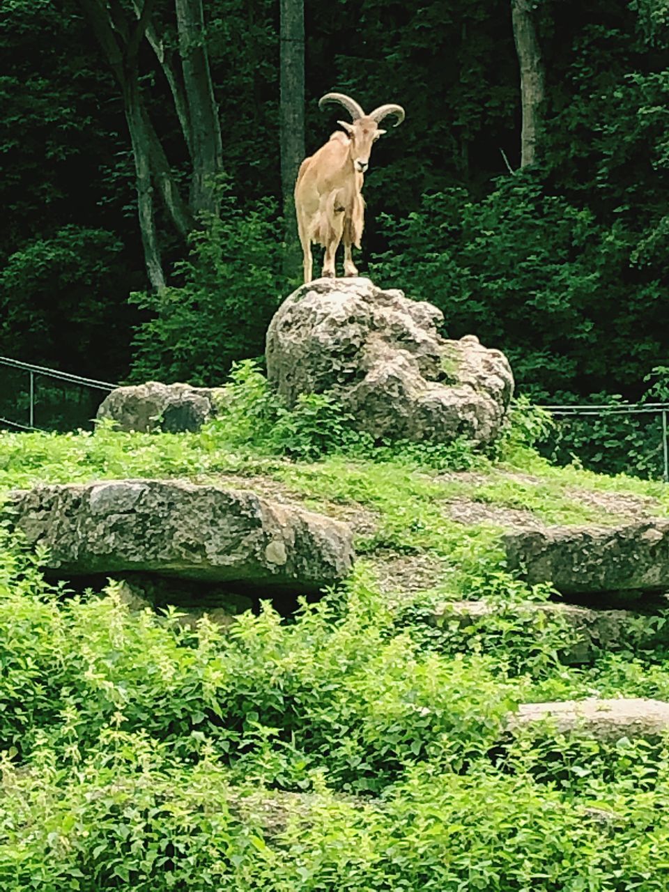 HORSE STANDING ON ROCK