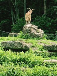 Elephant standing on rock