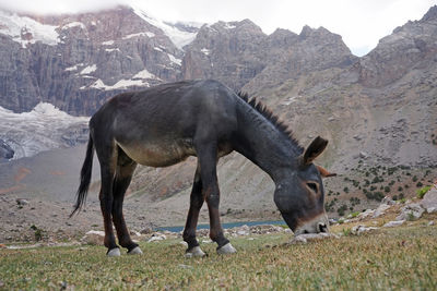 Brown donkey grazing high up in the fann mountains, tajikistan
