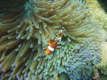 Close-up of fish in sea