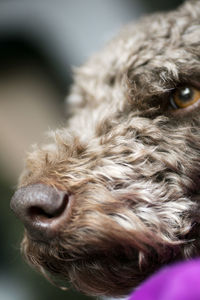 Close-up of dog looking away