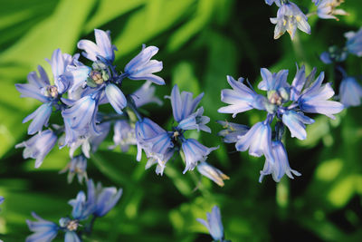 Close-up of purple flowering plants