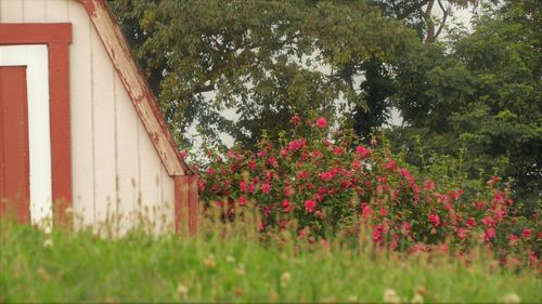 Red flowers growing by house