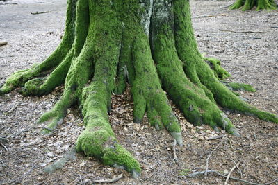 Moss growing on tree trunk