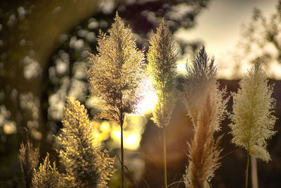 Close-up of fresh plants against sky