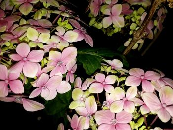 Close-up of pink flowers blooming outdoors