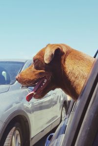 View of a dog looking through car