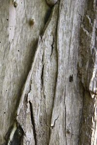 Full frame shot of tree trunk