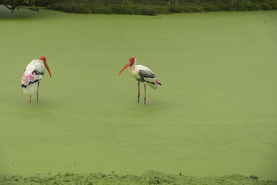 View of birds on lake