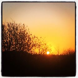 Silhouette of trees at sunset