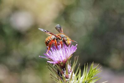 Close-up of bee on purple flower