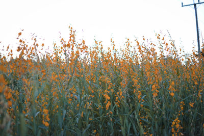 Plants growing on field against sky