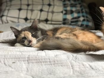 Close-up of cat sleeping on bed