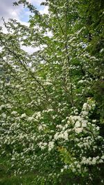 Low angle view of flowering tree